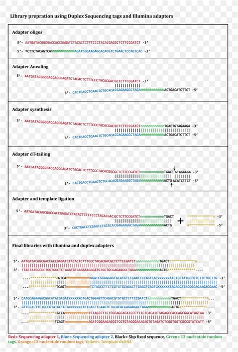 DNA Sequencing Massive Parallel Sequencing Library Duplex Sequencing ...