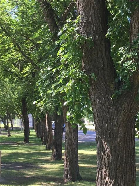 Saskatoon City Council approves new Tree Protection Bylaw | Country 600 CJWW