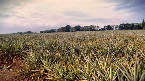 Exploring Philippines, #thexuixuiWay: Del Monte Pineapple Plantation ...