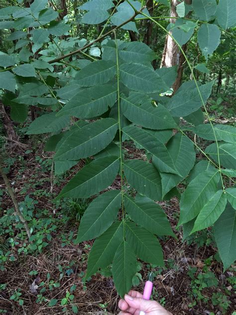 Carya (Juglandaceae) image 112542 at PhytoImages.siu.edu