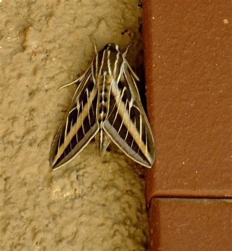Living Rootless: Alamogordo: Sphinx Moth