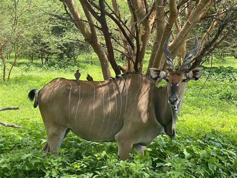 Senegal Wildlife – DRAWING FOR THE PLANET