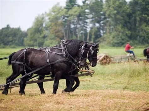 17 Work Horses: Breeds Still At It Today!