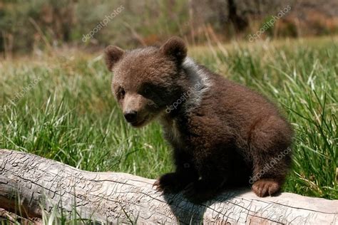 Grizzly bear cub sitting on the log — Stock Photo © DonyaNedomam #65466673