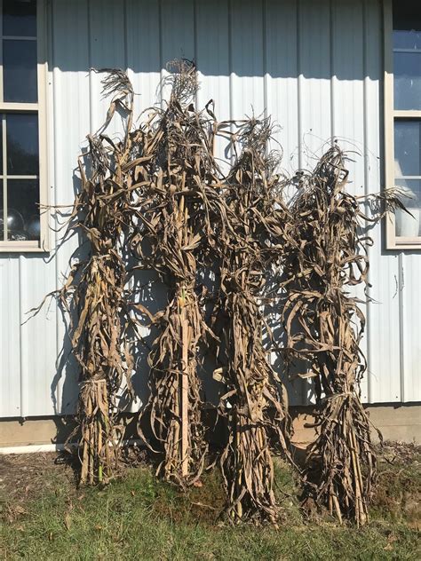 Dried Corn Stalk Bundles 6 7 Tall - Etsy