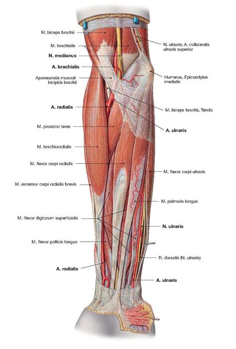 VESSELS AND NERVES OF THE FOREARM ANATOMY | Forearm anatomy, Nerve, Biceps brachii