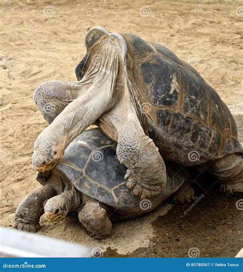 Mating Galapagos Tortoises stock image. Image of turtles - 85780567