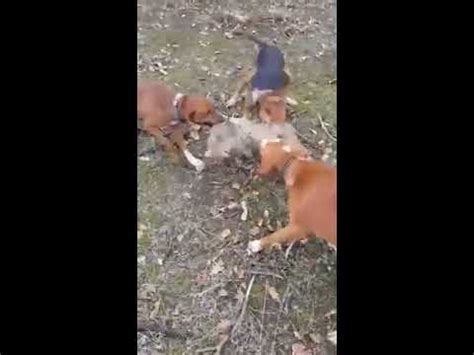 Hunting fox with dogs - Three Hunting dogs Chasing a Fox - YouTube