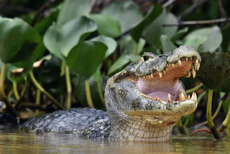 Caiman in the Water. the Yacare Caiman Caiman Yacare, Also Known Commonly As the Jacare Caiman ...