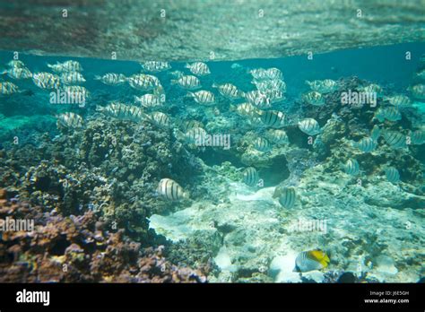 Midway Atoll National Wildlife Refuge Stock Photo - Alamy