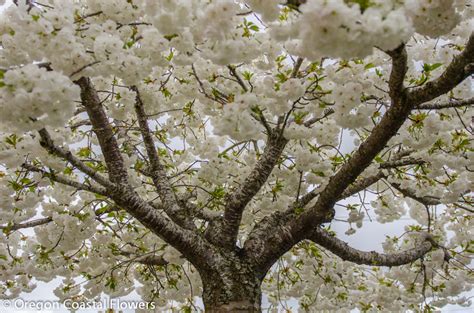 White Cherry Blossom Flowering Branches 2.27.17 | Oregon Coastal Flowers