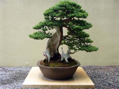 Bonsai Tree Wallpaper for Desktop Free Download