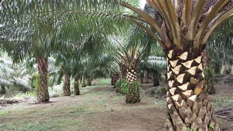 PRUNING KELAPA SAWIT