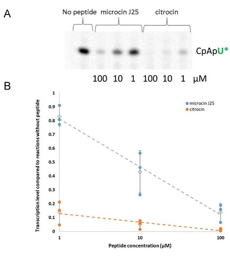 RNA polymerase inhibition in vitro. A) Polyacrylamide gel of [α-32 P]... | Download Scientific ...