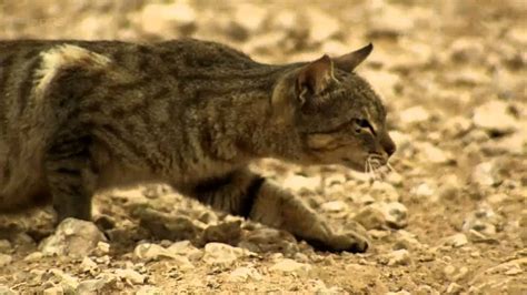 A feral cat hunts birds - YouTube