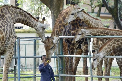 AsiaAlbum: A glimpse into Bangladesh National Zoo in Dhaka - Xinhua