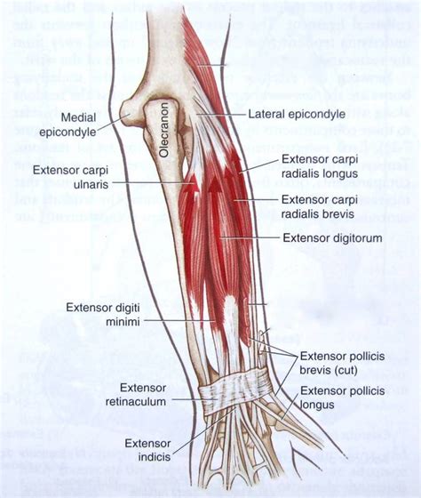 Extensor Carpi Radialis Brevis Muscle – Definition, Location, Function ...