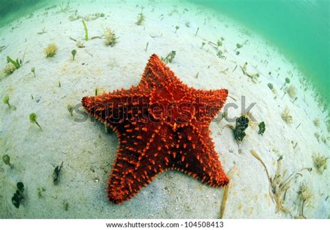 Red Starfish Natural Habitat Tropical Ocean Stock Photo (Edit Now) 104508413