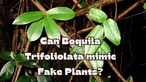 Can Boquila Trifoliolata Do Mimicry Of Fake Plant?