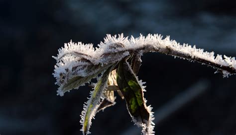 Free photo: Frost on Leaves - Branch, Frost, Frozen - Free Download - Jooinn