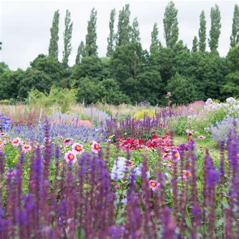 Herbaceous Perennials | Aylett Nurseries