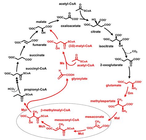 Figure 2 from Succinyl-CoA:Mesaconate CoA-Transferase and Mesaconyl-CoA ...