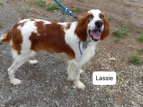 Matthew's Red and Whites - Irish Red and White Setter Puppies for Sale ...