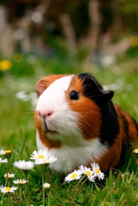 150+ Cute Guinea Pig Names: Colour Names, Pair Names and More | PetHelpful