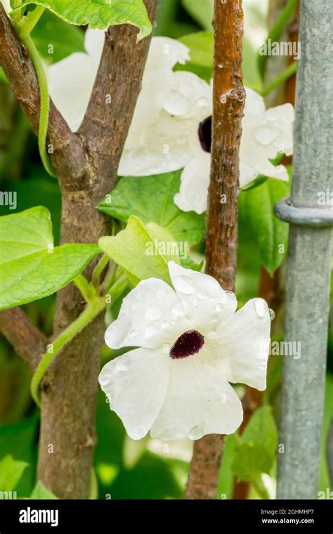 Thunbergia alata 'Suzann White' Stock Photo - Alamy