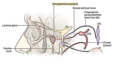 Pterygopalatine Fossa – Earth's Lab