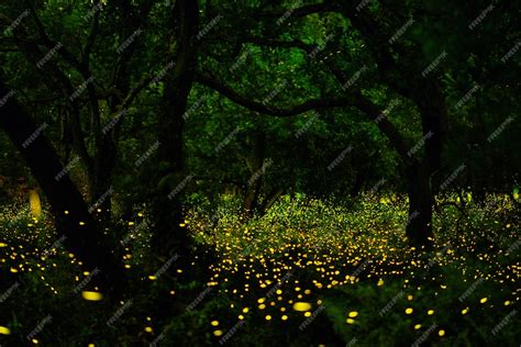 Premium Photo | Firefly in forrest