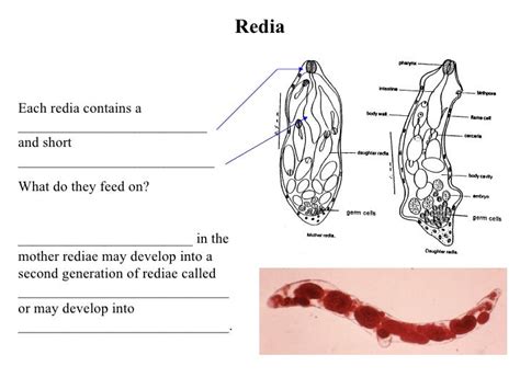 Trematode Life Cycles