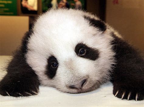 D.C.’s beloved panda, Tai Shan, stars in new web cam - WTOP News