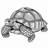 Realistic Tortoise Coloring Page  4 Free Printable Pages sketch template