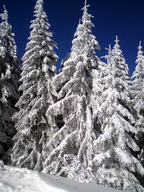 snowy fir trees by lucyfera on DeviantArt