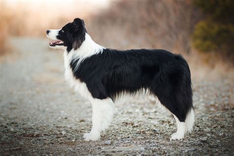 About The Breed: Border Collie Highland Canine Training | lupon.gov.ph