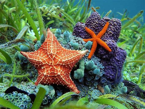 What are Echinoderms? - WorldAtlas.com