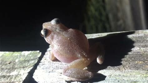 (UP CLOSE) - Coqui Frog Sound in Hawaii - YouTube