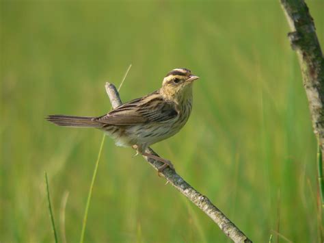 aquatic warbler | British Birds | Pinterest | Bird