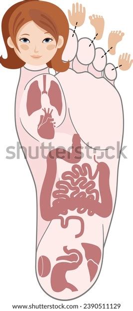 Human Anatomy Vector Illustration Human Foot Stock Vector (Royalty Free) 2390511129 | Shutterstock