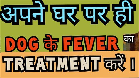 Dog fever Treatment at home and how to check dog fever। घर पर ही डॉग का ...