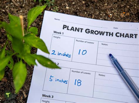 Plant Growth Chart Worksheet | Teach Starter