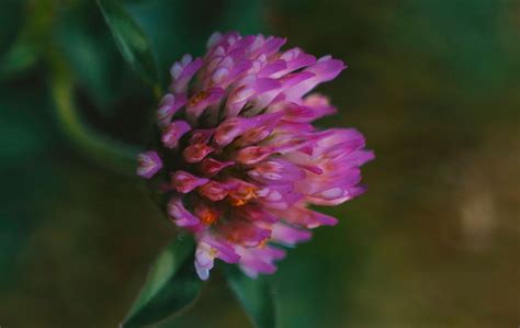 Red Clover: Identification and Uses