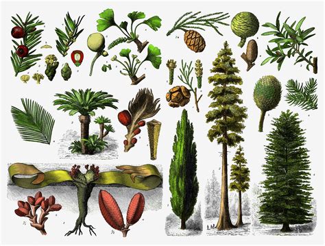 Image result for modern gymnosperm diversity | Gymnosperm, Trees to ...