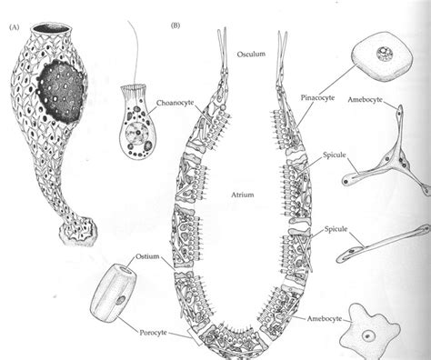 Untitled Page [bioclass.cos.ncsu.edu]