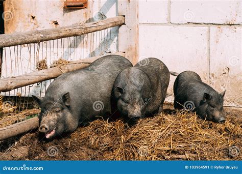 Household a Large Black Pigs in Farm. Pig Farming is Raising and Stock Image - Image of boar ...