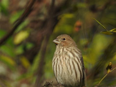 House Finch Female by Ken Groezinger