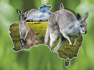 Kangaroo Country - The 3D Factory