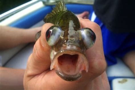 Funny fish with bulging eyes www.lodgemonster.com | Weird & Funny Fishing Stuff | Pinterest ...