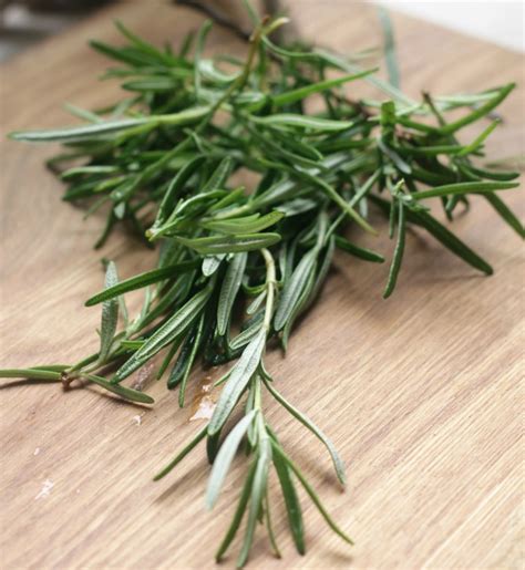 Pruning Rosemary - How and When to Prune Rosemary Plants & Bushes